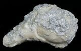 Beautiful Crystal Filled Fossil Whelk - Ruck's Pit #5530-2